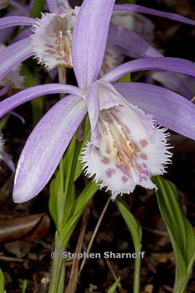 pleione formosana 3 graphic